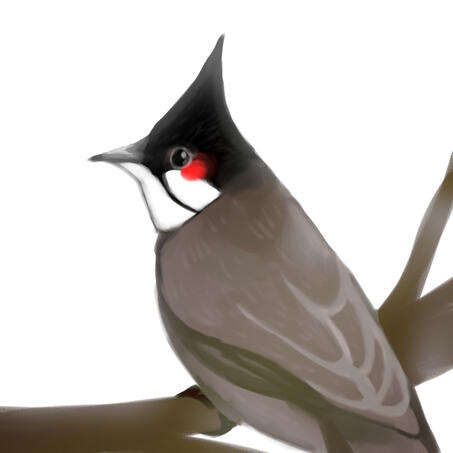 red whiskered bulbul